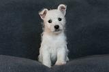 4. Westies deux mois 002